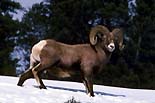 Bighorn Sheep