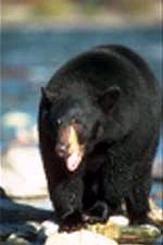 Black Bear